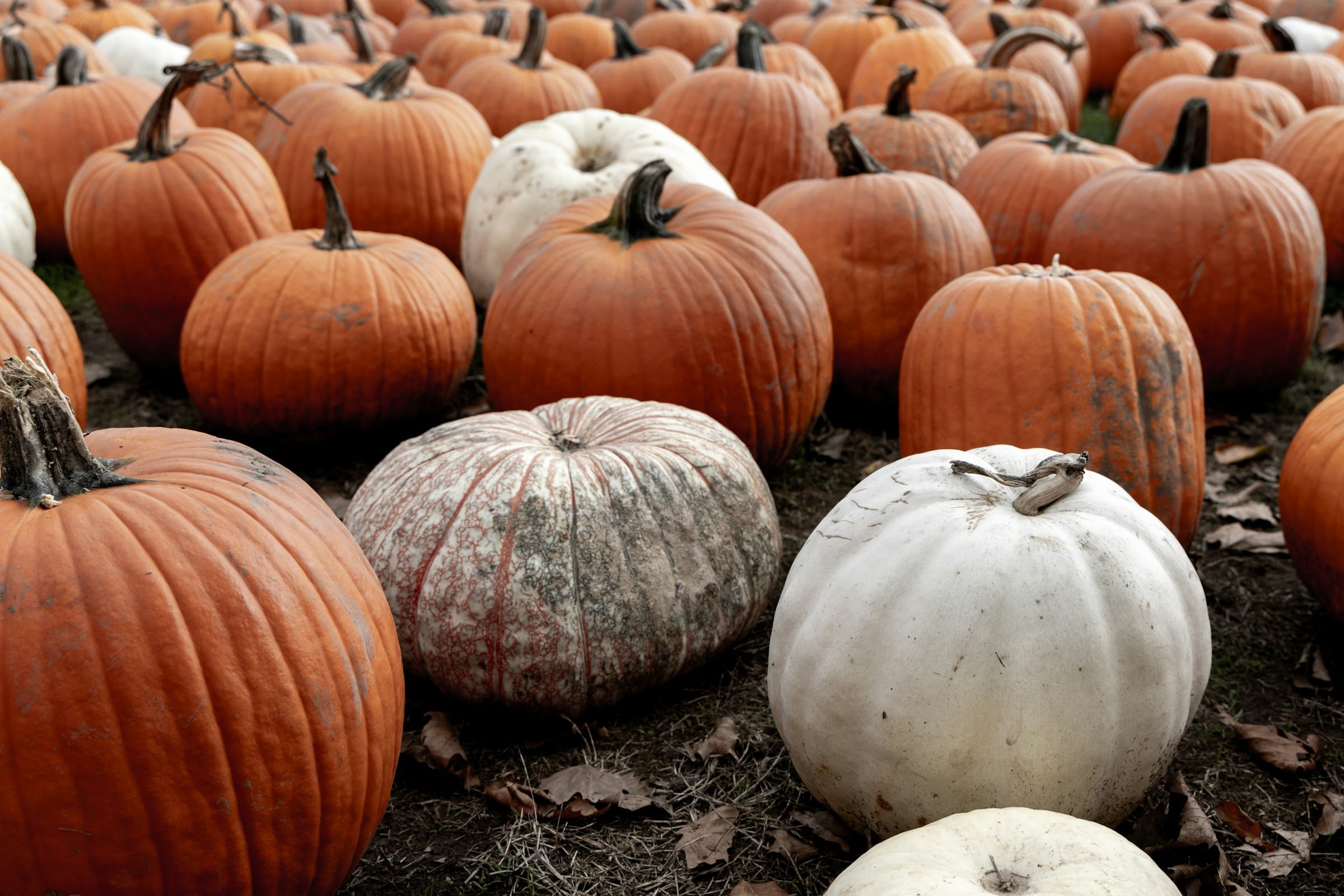 15 Scariest Things to Do in Oregon This Halloween