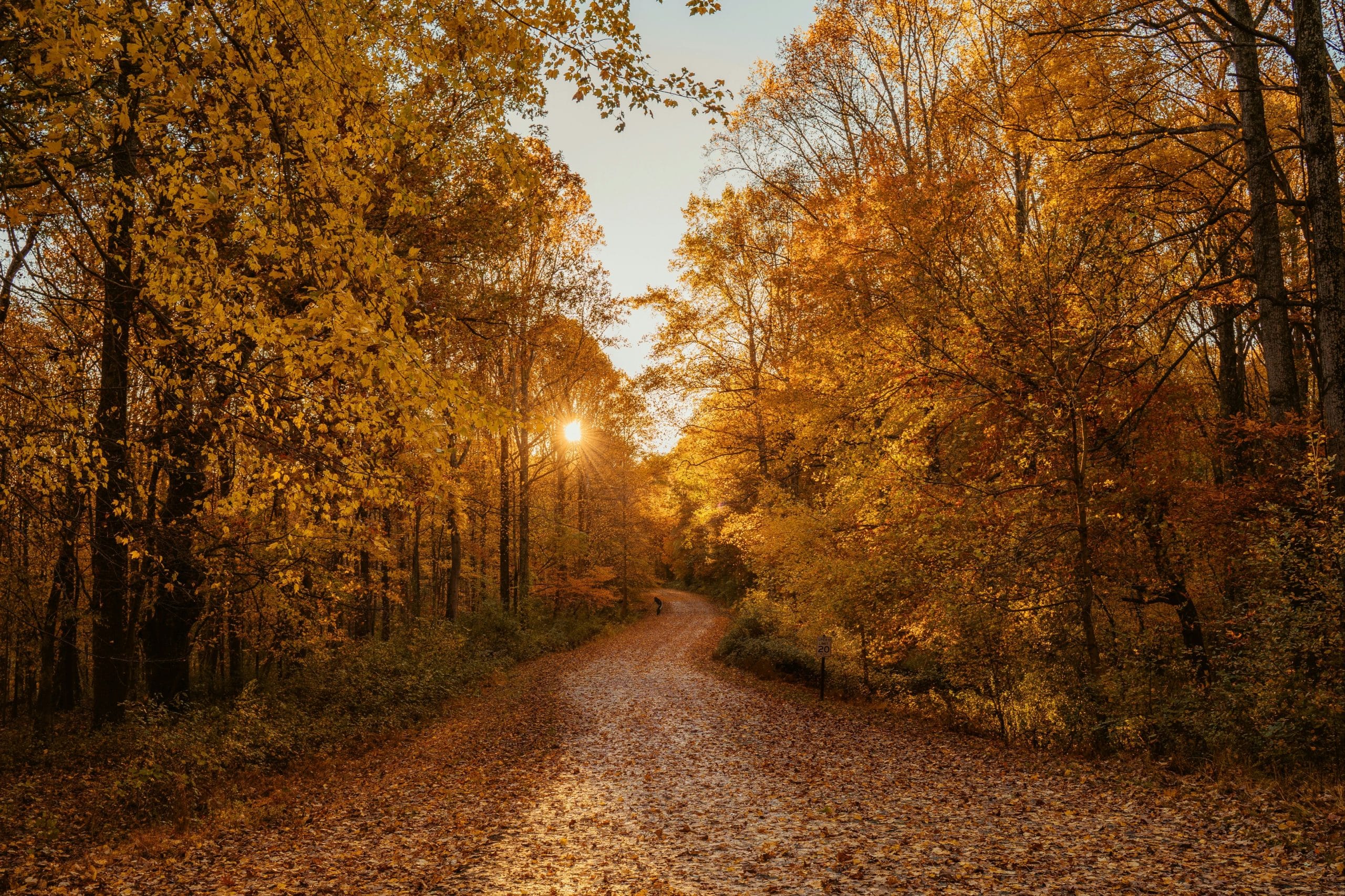 Best States to See Fall Colors in America: The Ultimate Fall Foliage Guide