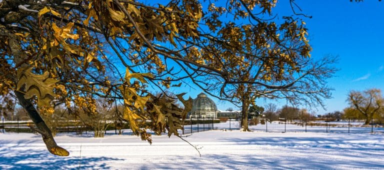 Things to Do in Metro Detroit in December: Christmas Lights, Holiday Traditions & Winter Fun